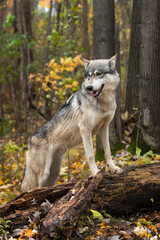 Grey Wolf (Canis lupus) Paws Up on Log Looks Down to Left Autumn