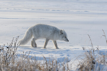 Fototapeta premium Arctic fox in winter time in Siberian tundra