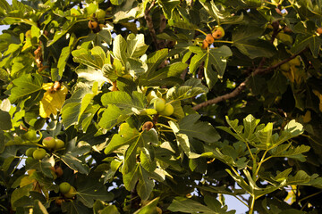 Close up view of yellow figs (Ficus carica) on a tree captured in Izmir / Turkey