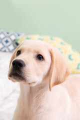 Precioso cachorro de Labrador Retriever