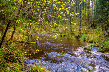 wet sunny autumn day in forest with few leaves on the trees