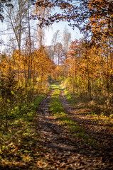 Obraz premium yellow warn autumn day in old forest park