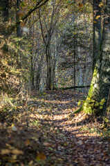 yellow warn autumn day in old forest park