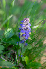 Ajuga reptans blue bugle flowering sprintime plants, group of bugleweed flowers in bloom