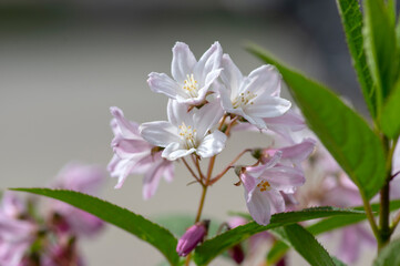 Deutzia gracilis romantic bright white flowering plant, bunch of amazing and beautiful slender flowers on shrub branches