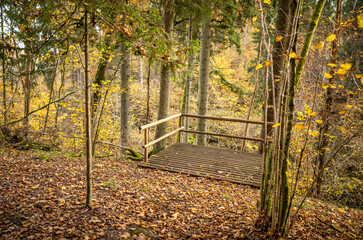 yellow warn autumn day in old forest park