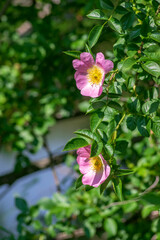 Dog rose Rosa canina light pink flowers in bloom on branches, beautiful wild flowering shrub