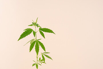 cannabis plant on a beige background