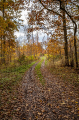 Fototapeta na wymiar yellow warn autumn day in old forest park