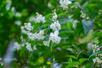 Deutzia scabra fuzzy pride of rochester white flowers in bloom, crenate flowering plants, shrub branches with green leaves