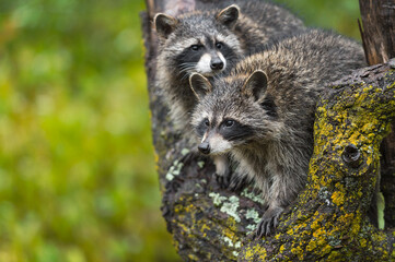 Raccoons (Procyon lotor) Look About in Tree Autumn
