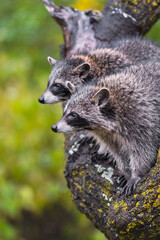Raccoons (Procyon lotor) Look Out Side by Side in Tree Autumn