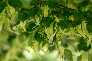 Tilia cordata linden tree branches in bloom, springtime flowering small leaved lime, green leaves