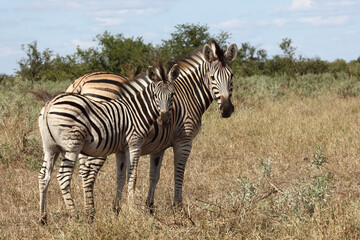 Steppenzebra / Burchell's zebra / Equus burchellii....