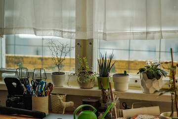 decorative plant details growing in apartment