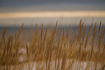 dry bents on the sea shore in late winter