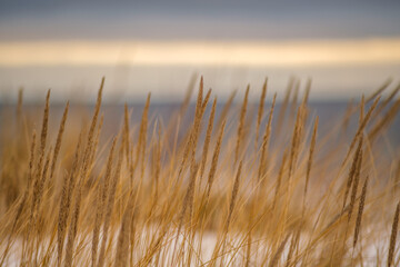 Fototapeta premium dry bents on the sea shore in late winter