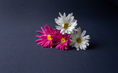 Obraz premium Four flowers, two white and two pink with yellow center on a dark black background with a light from left to right with a free space for writing. Allusion to boyfriends, mothers and friendship.