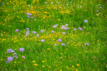Obraz na płótnie Canvas field of dandelions