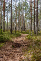 Fototapeta premium tourism pathway in the summer green park
