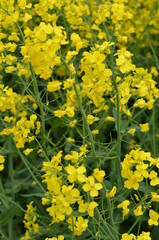 Obraz premium pola, kwiat, zółty, charakter, jary, kwiat, roślin, lato, hayfield, rolnictwa, zieleń, kwiat, olej rzepakowy, farma, krajobraz, gwałt, niebo, gras, kwiat, beuty, nafta, obszarów wiejskich, barwa, nasi