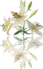 light lily branch with reflection on white