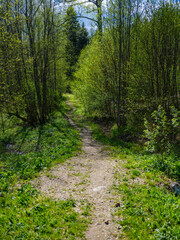 Fototapeta na wymiar tourism pathway in the summer green park