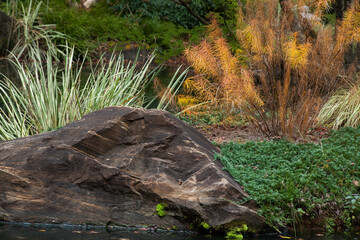 Plants reflected in water