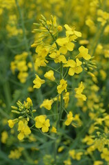 pola, kwiat, zółty, charakter, jary, kwiat, roślin, lato, hayfield, rolnictwa, zieleń, kwiat, olej rzepakowy, farma, krajobraz, gwałt, niebo, gras, kwiat, beuty, nafta, obszarów wiejskich, barwa, nasi