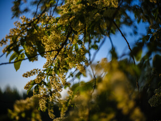 colorful evening in countryside garden with wet leaves and rays of sun