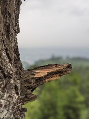 Fototapeta premium tree on the mountain