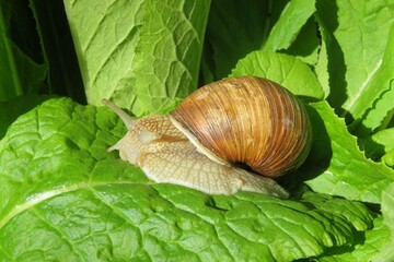 Beautiful brown snail on plant in the garden, closeup