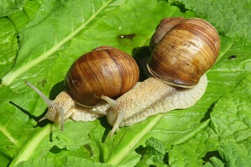 Snails on a green leafs background in the garden, closeup