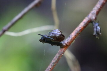 snail 