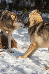 Grey Wolf (Canis lupus) Sniffs at Recoiling Packmate Winter