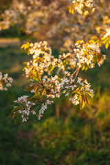 Branches of a blossoming tree on a garden background. Spring blossom.