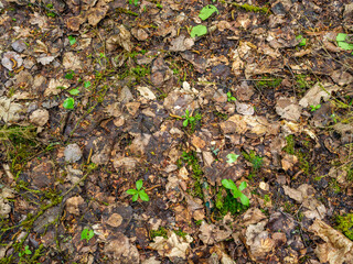 dry tree leaves texture on forest floor