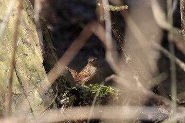 bird on a log, wren