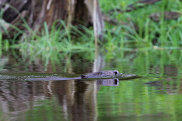 beaver in the water
