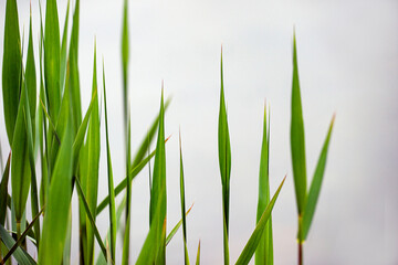 green grass isolated on white, nacka, sverige, sweden, stockholm