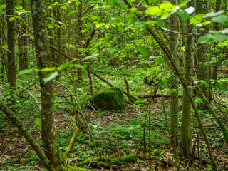 green summer forest with wet leaves and moss covered stones