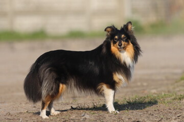 Shetland Sheepdog