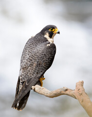 Peregrine falcon looking over its territory on the pacific ocean near San Pedro, CA