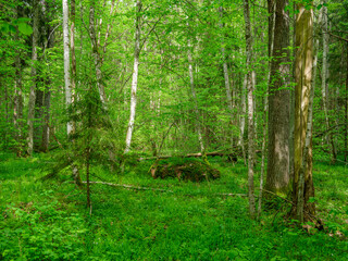 green summer forest with wet leaves and moss covered stones