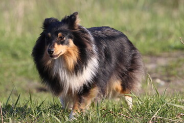 Shetland Sheepdog, dog portrait Poland