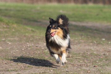 Shetland Sheepdog