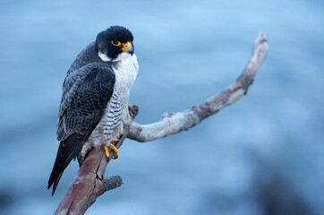 Peregrine falcon at sunrise looking over the pacific ocean at San Pedro CA