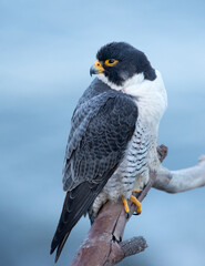 Peregrine falcon at sunrise looking over the pacific ocean at San Pedro CA