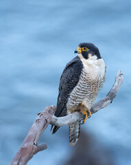 Peregrine falcon looking over its territory on the pacific ocean near San Pedro, CA