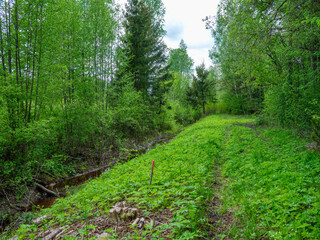 green summer forest with wet leaves and moss covered stones